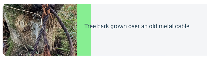 Definitely the Tree Cable Photo.