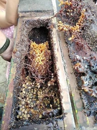 How many years old were you when you knew carnivore bees existed?