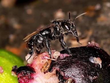 How many years old were you when you knew carnivore bees existed?