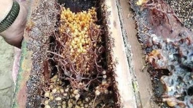 How many years old were you when you knew carnivore bees existed?