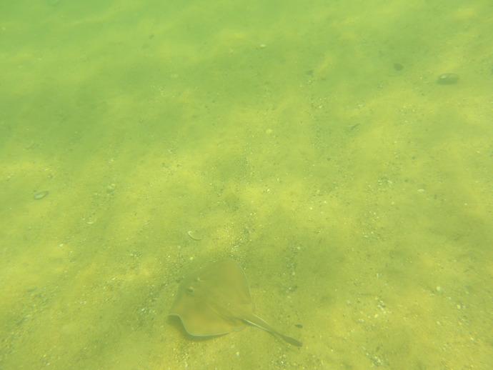 Do you like to go to beaches for the underwater scenery?
