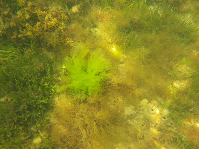 Do you like to go to beaches for the underwater scenery?