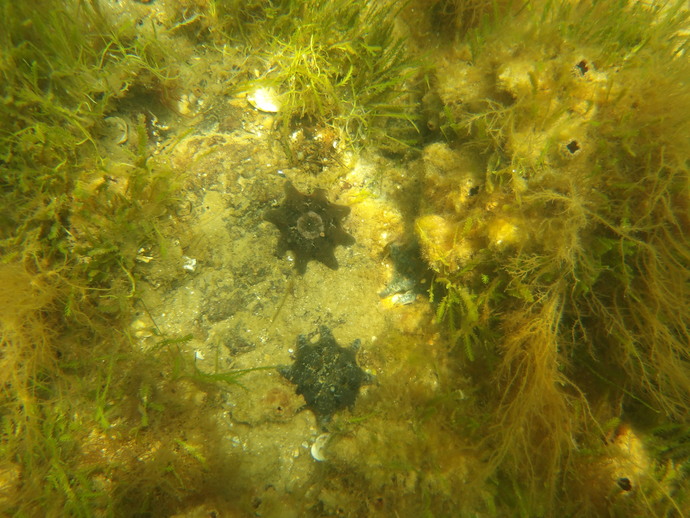 Do you like to go to beaches for the underwater scenery?