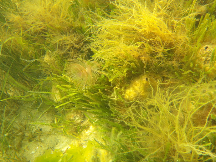 Do you like to go to beaches for the underwater scenery?