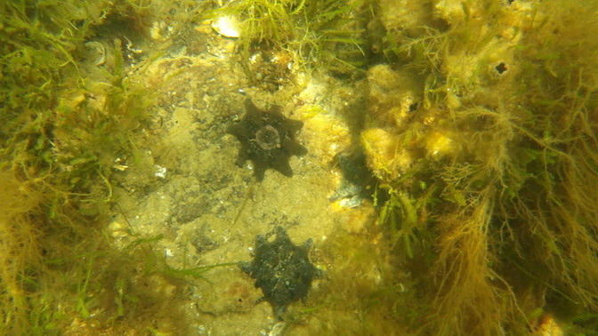 Do you like to go to beaches for the underwater scenery?