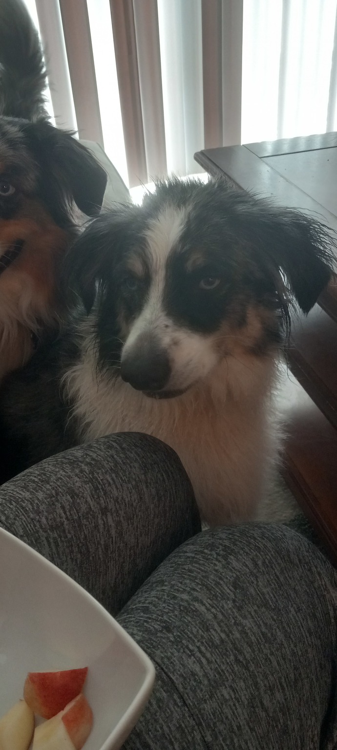 Lets share our pets these are mine and nicknames do they have?