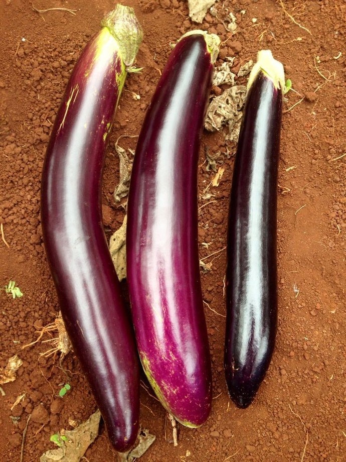 What kind of eggplant do you like to eat?