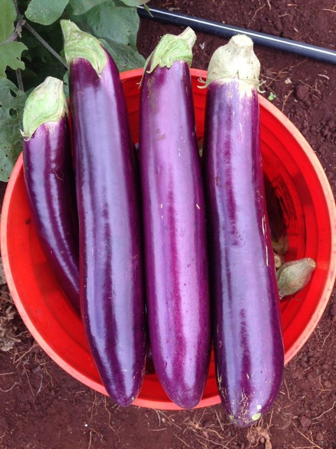 What kind of eggplant do you like to eat?