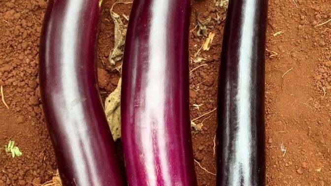 What kind of eggplant do you like to eat?