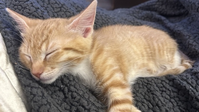 Do you own a cat?
