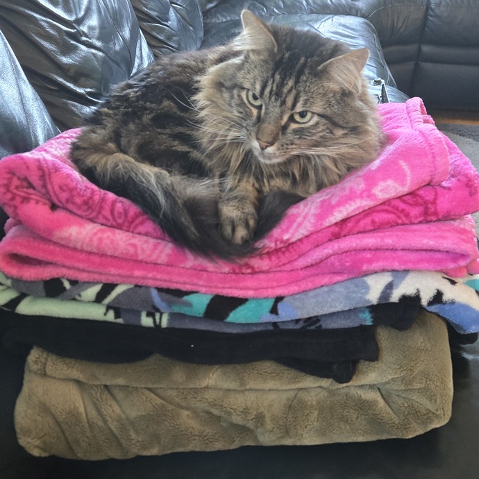 Does anyone else's pet sleep like they pay rent and have no worries in the world?