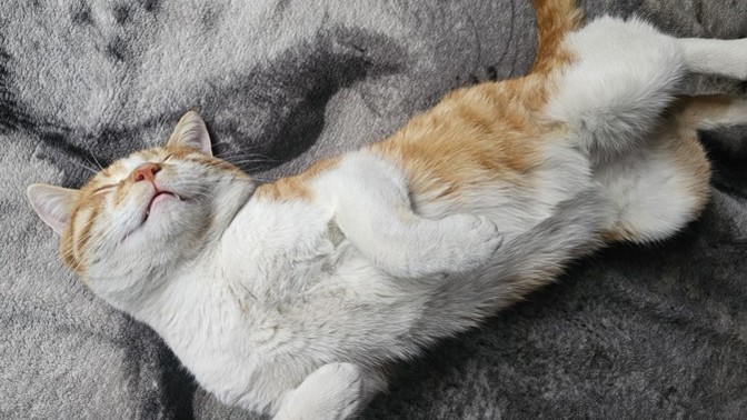 Does anyone else's pet sleep like they pay rent and have no worries in the world?