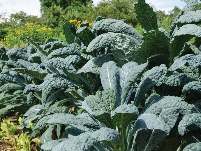 Do you like kale?