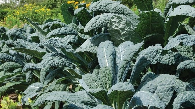 Do you like kale?