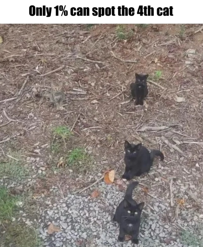 Can you see the 4th cat?