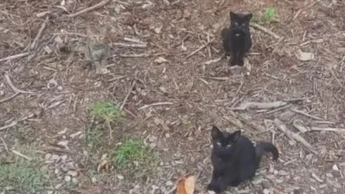 Can you see the 4th cat?