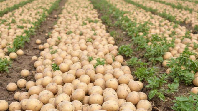 What is your favorite way to cook a potato?
