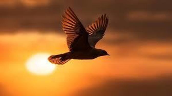 What would you do if you were a bird for a day?