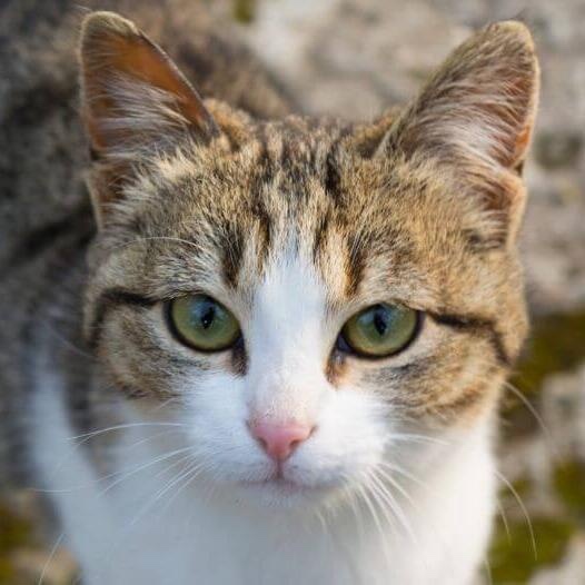 Are you cat or dog person?