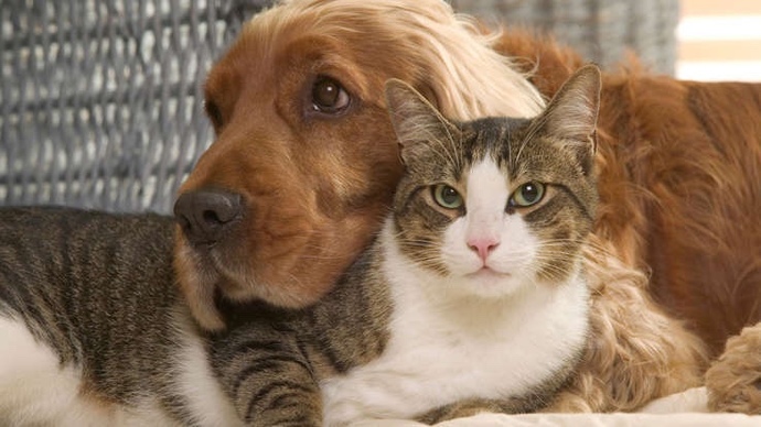 Are you cat or dog person?