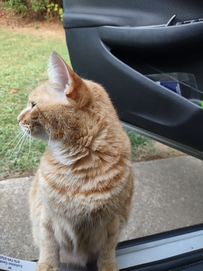 When Blondie's outside, she'll great me when I open my door when I pull in the driveway. 😇
