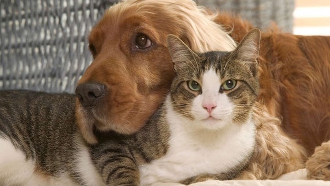 Are you cat or dog person?