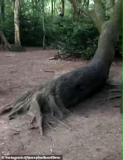 What is this F tree used for?
