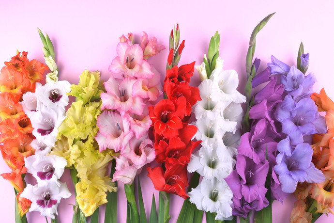 What’s your birth flower?