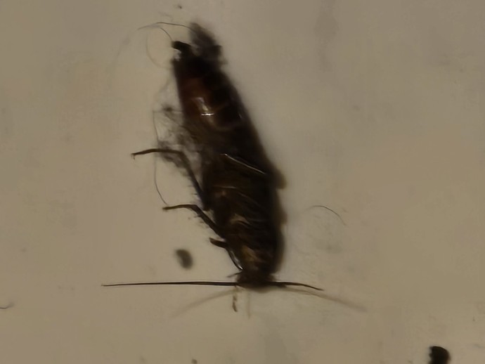 Please help I was cleaning my sisters room and this was found in there what is this bug?
