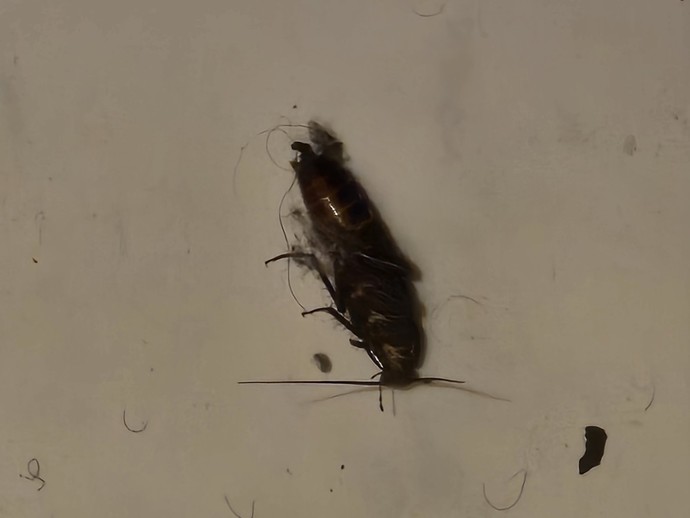 Please help I was cleaning my sisters room and this was found in there what is this bug?