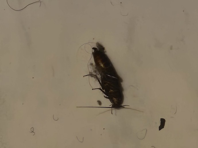 Please help I was cleaning my sisters room and this was found in there what is this bug?