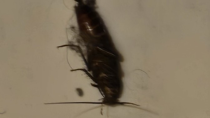 Please help I was cleaning my sister's room and this was found in there what is this bug?