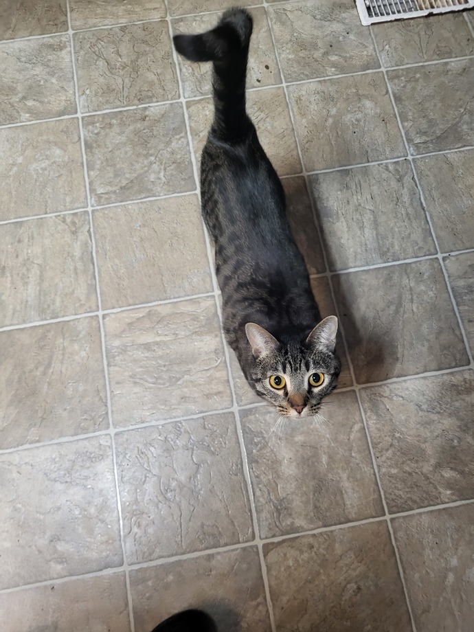 Does my cat look overweight?