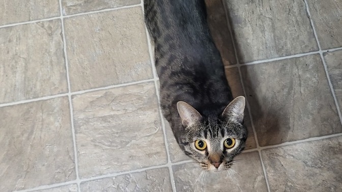 Does my cat look overweight?