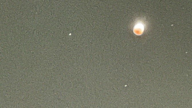 Do you like my pictures of the red moon I took earlier today?