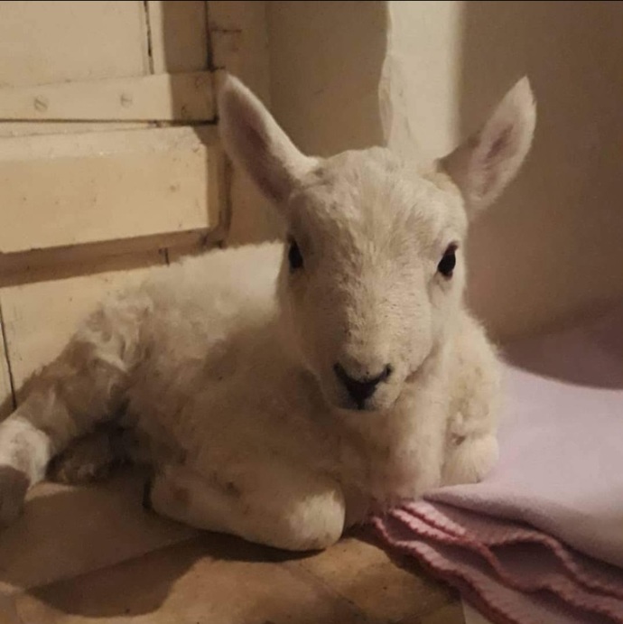 Do you like Lamb? If so, how?