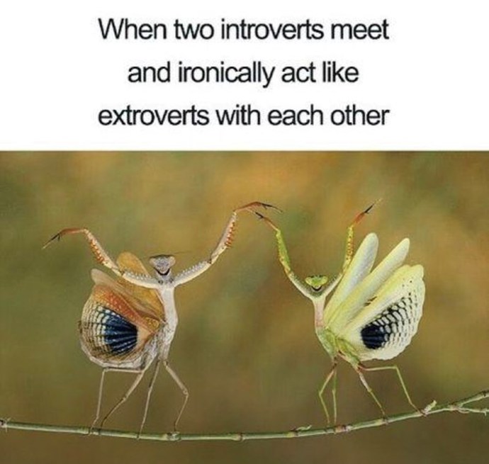 Would a couple of introverts ever argue about who gets the most alone time, or would they just silently agree to avoid conflict?