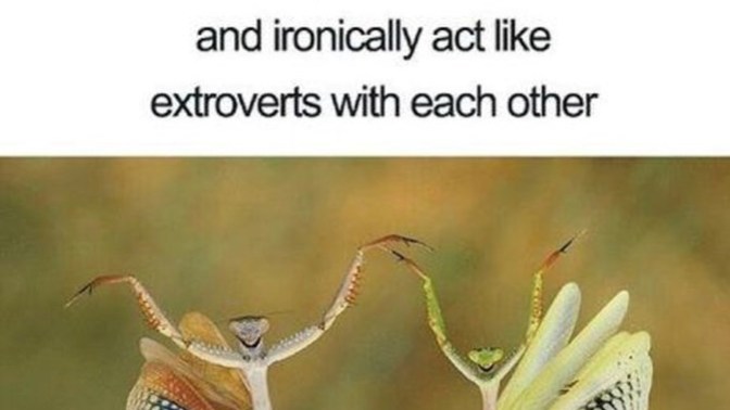 Would a couple of introverts ever argue about who gets the most alone time, or would they just silently agree to avoid conflict?