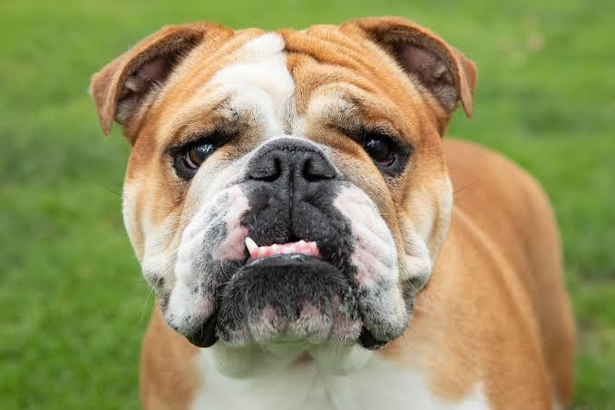 what animal do politicians remind you of?