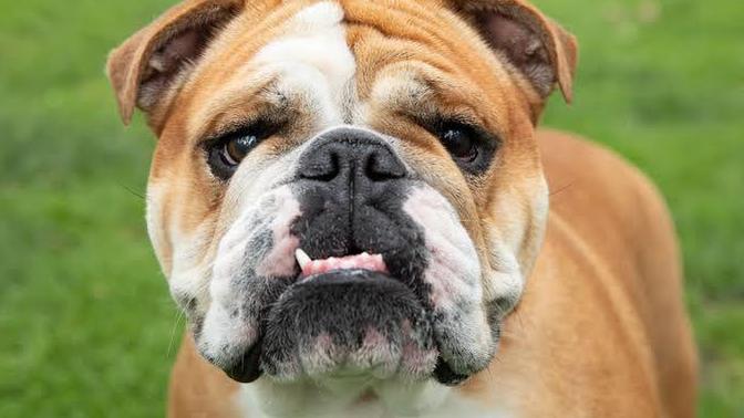 What animal do politicians remind you of?