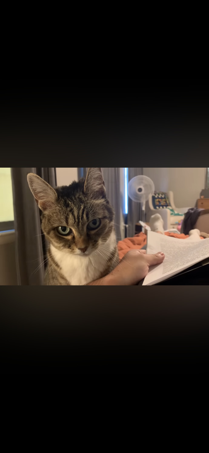 Cat owners Do you think you can successfully read a book while your cat stares at you like this?