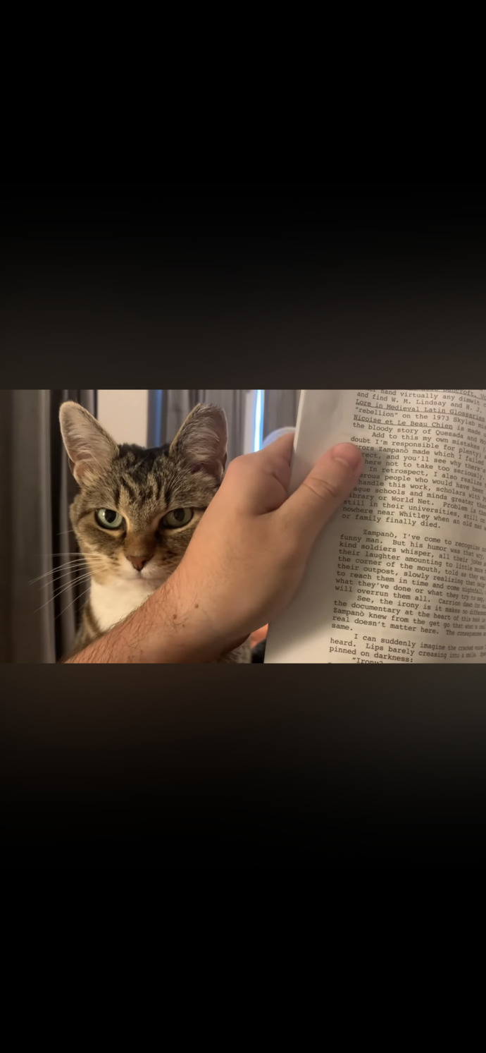 Cat owners Do you think you can successfully read a book while your cat stares at you like this?