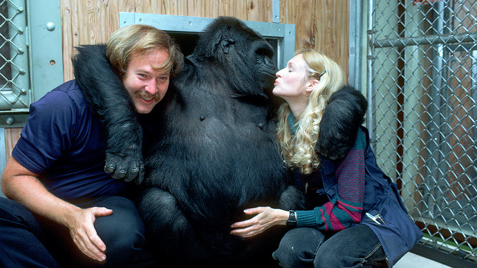 Should gorillas be given personhood status?