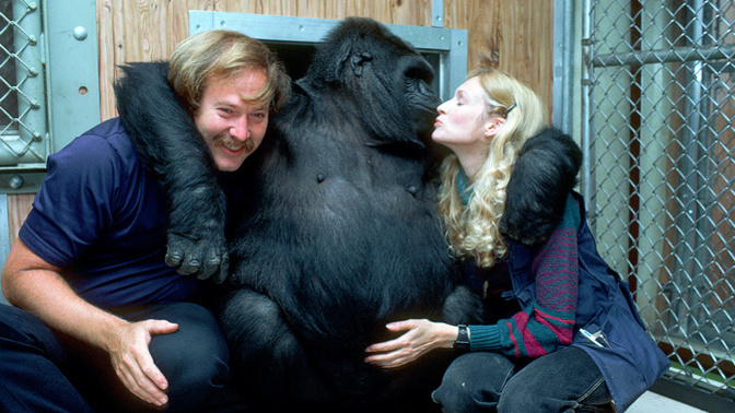 Should gorillas be given personhood status?