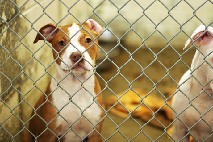 What happens to property (homes cars) and pets of those deported?