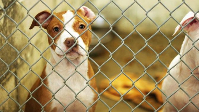 What happens to property (homes cars) and pets of those deported?