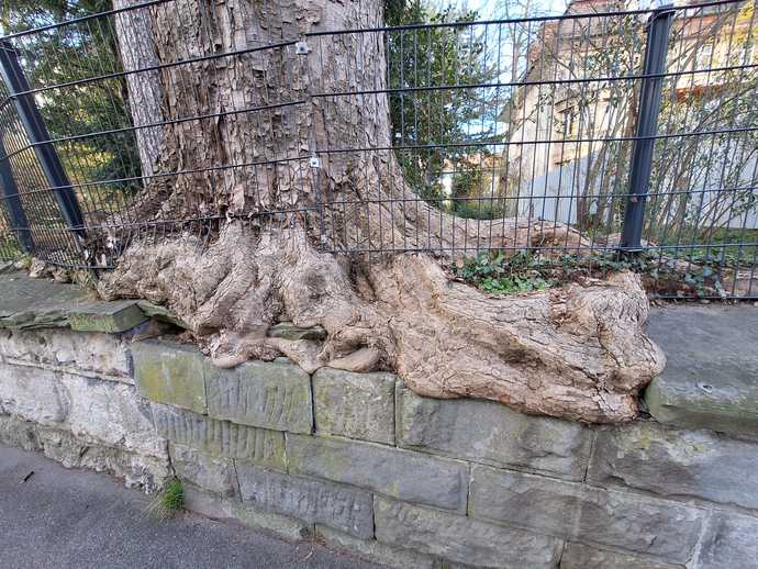 A tree overcoming a fence :)