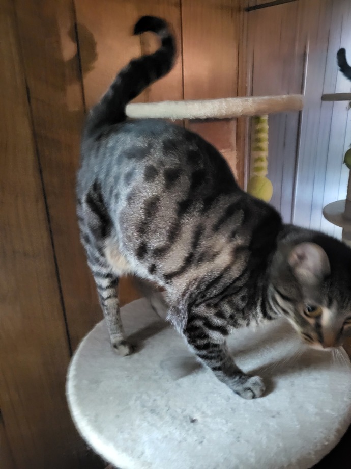 Is my cat fat, or does she look normal?