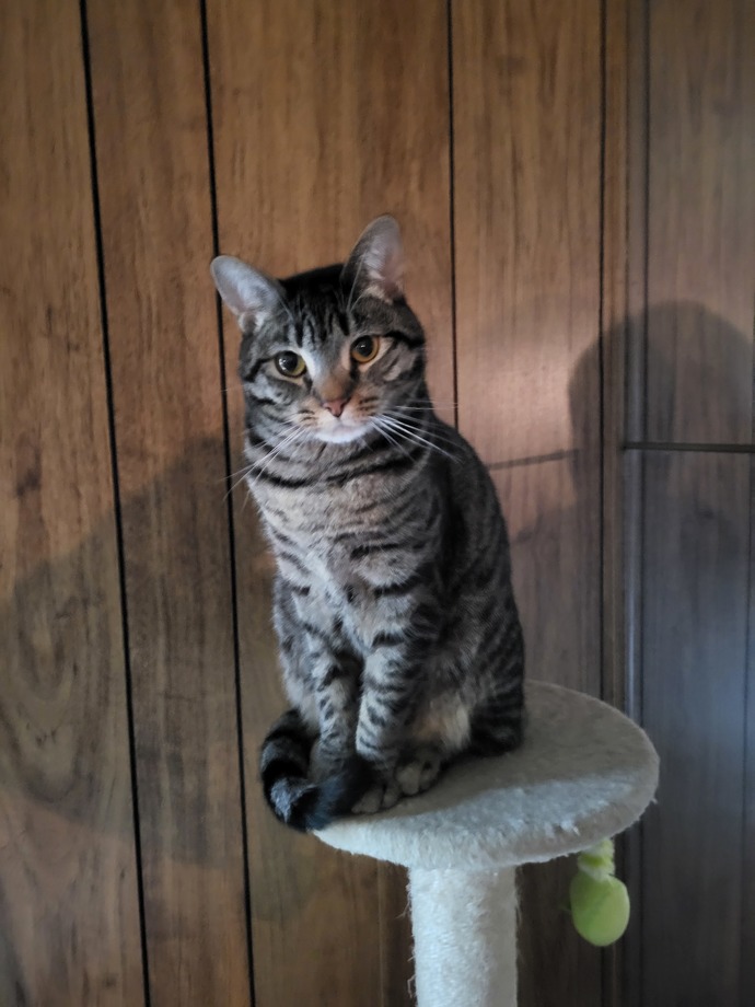 Is my cat fat, or does she look normal?