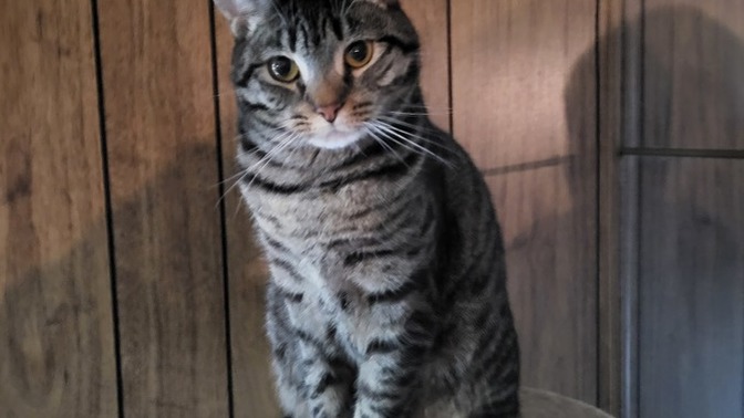 Is my cat fat, or does she look normal?
